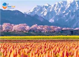 Tour Nhật Bản Cung Đường Romantic Mùa Hoa Anh Đào 2026